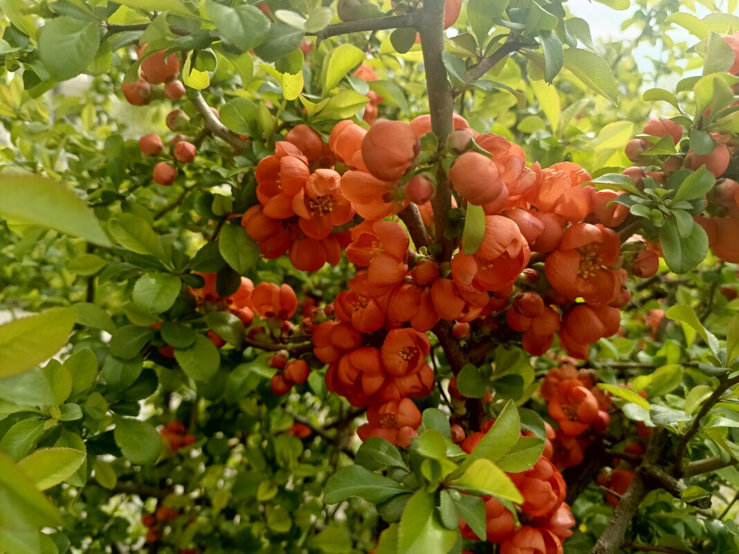 Айвочка - Митя Дмитрий Митя