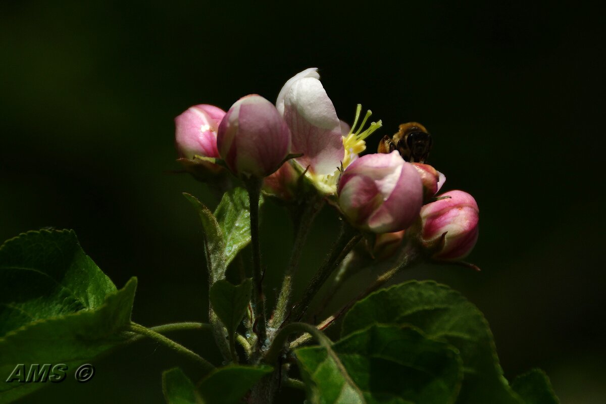 !!! - kolyeretka !!! - kolyeretka
