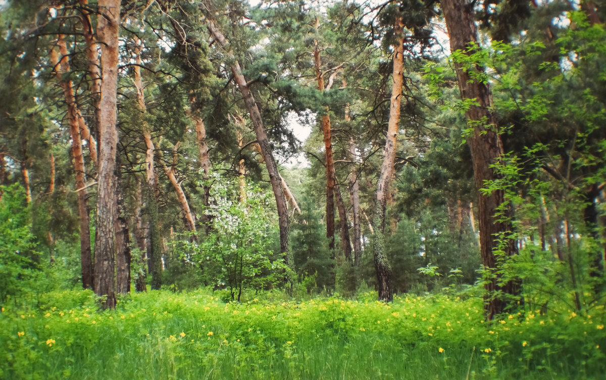 "Золотистые косы" Чернолучья - Сергей Царёв