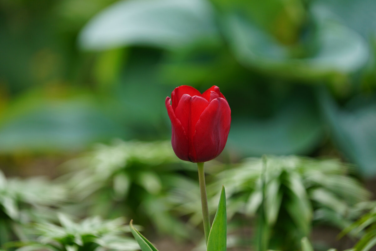 *** - Иван Литвинов