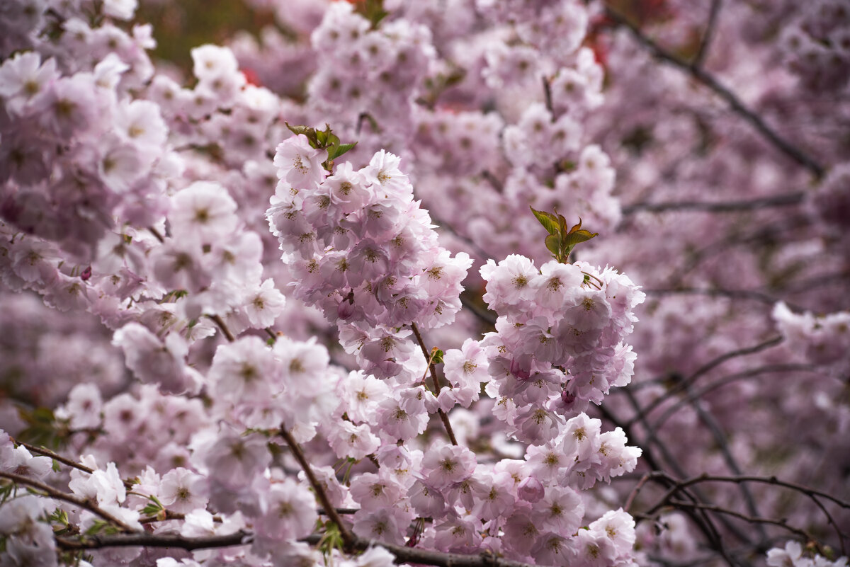 Питерская сакура - Ольга Зинченко