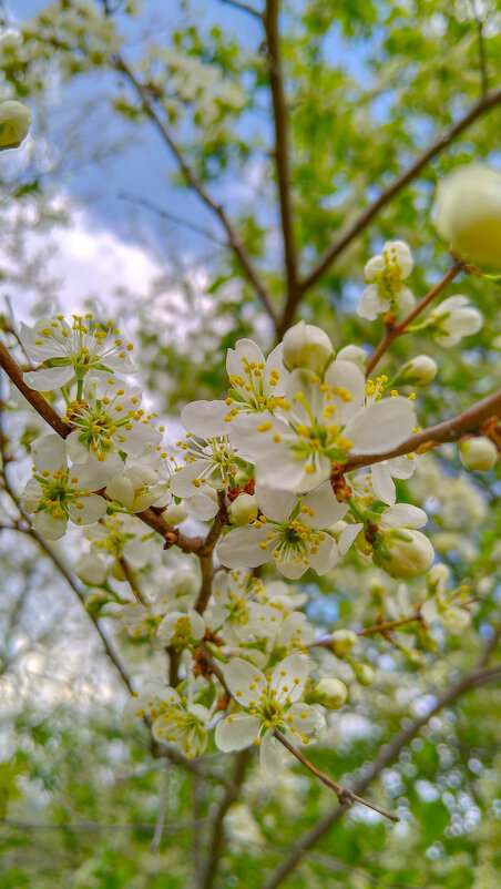Красотка вишня - Анастасия Логинова Красотка вишня - Анастасия Логинова