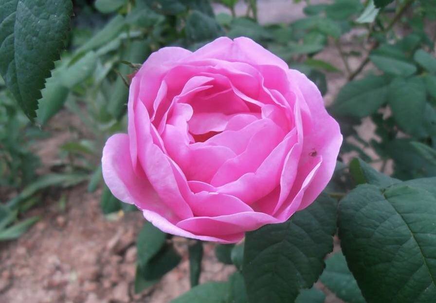 Благоухание - Наталья 