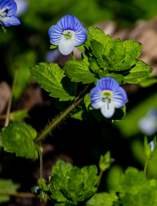 Вероника персидская - Светлана SvetNika17 Вероника персидская - Светлана SvetNika17
