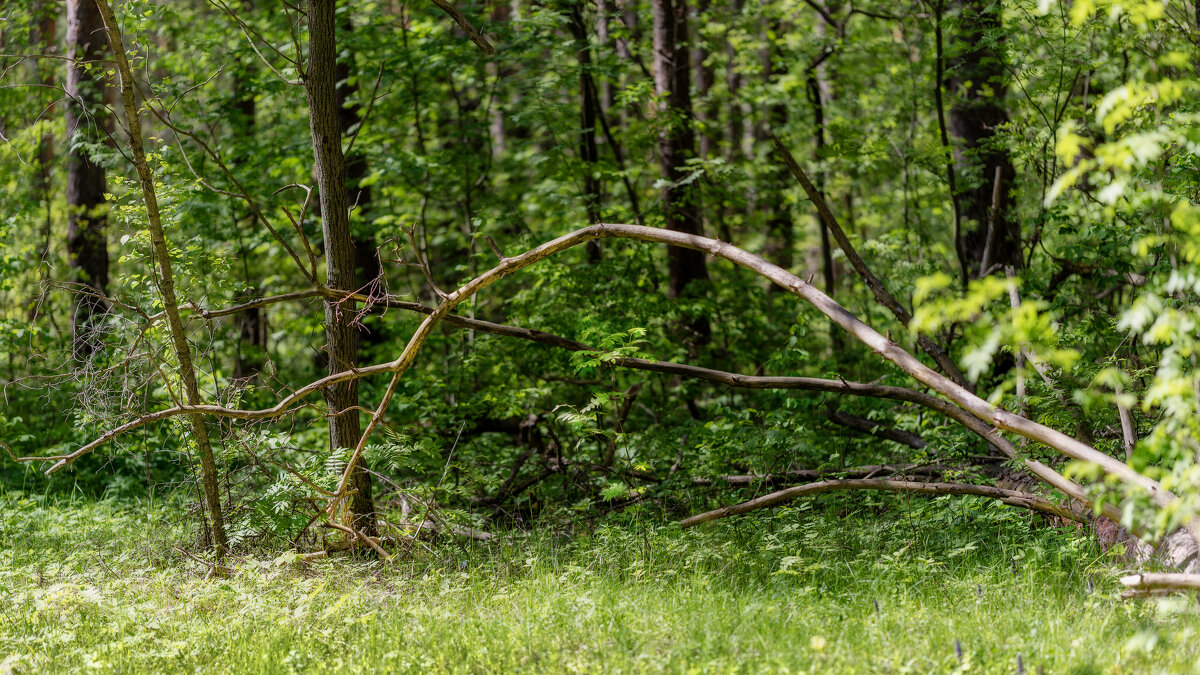 Дуга - sorovey Sol