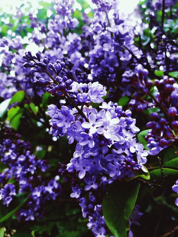 Сиреневый цвет - Любовь Иванова