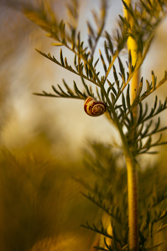 *** - Яна Горбунова