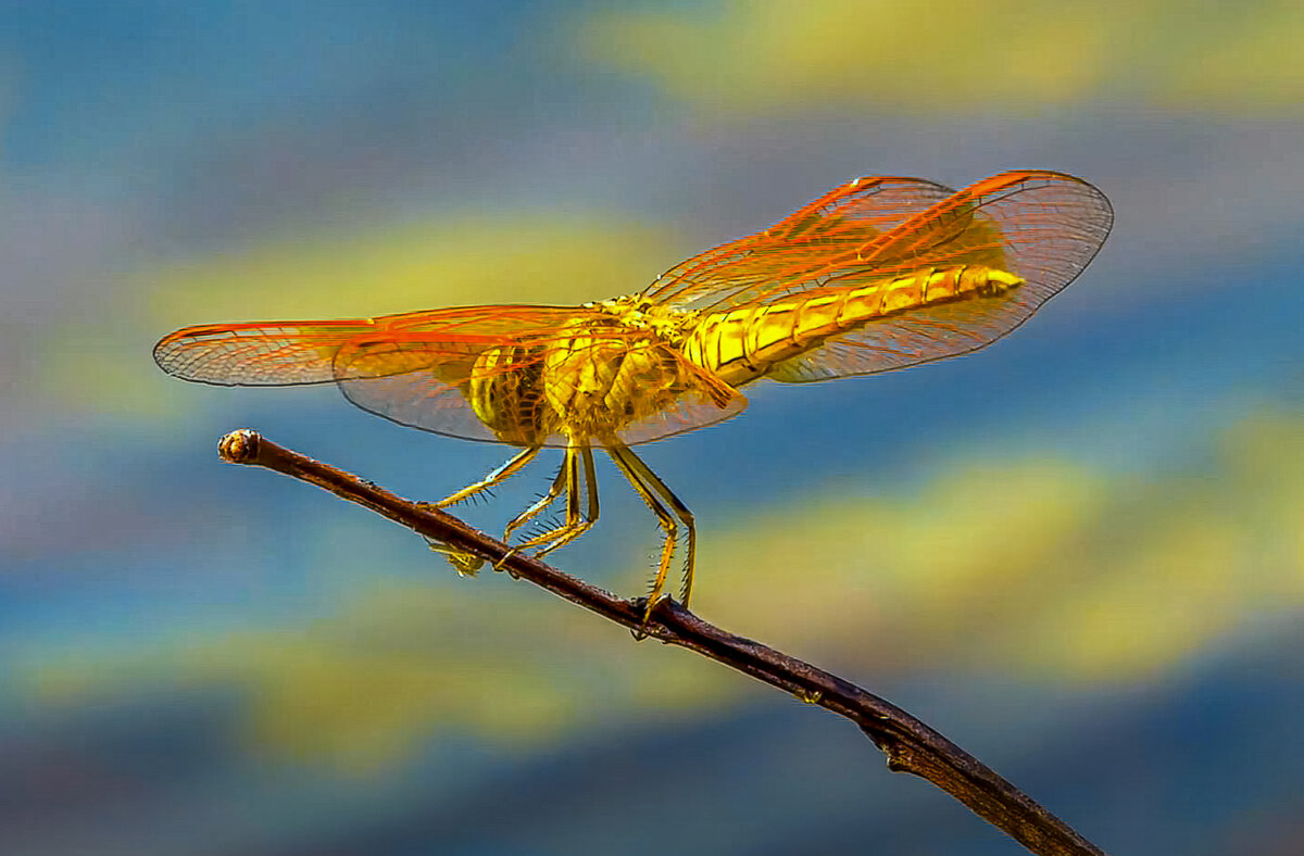 Стрекоза шафрановая - Aleksey Afonin Стрекоза шафрановая - Aleksey Afonin