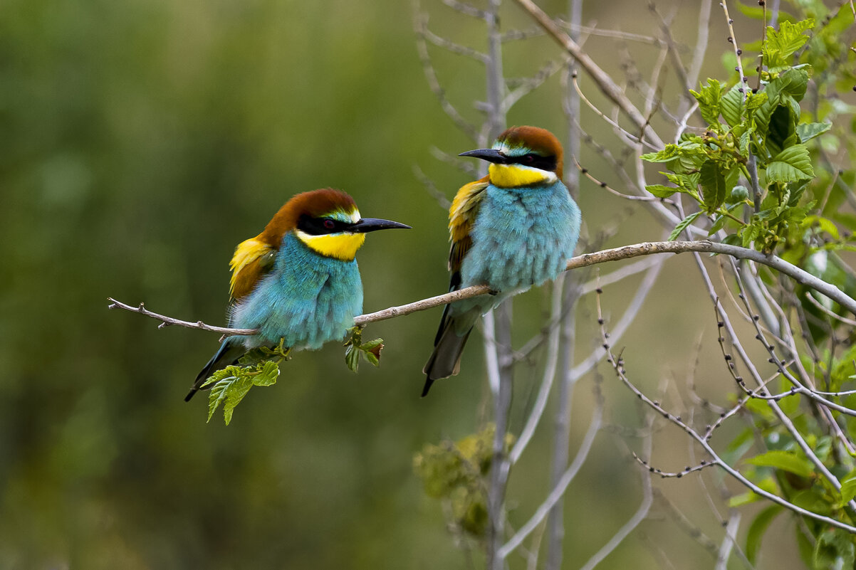 Золотистые щурки - Валерий Черняк Золотистые щурки - Валерий Черняк