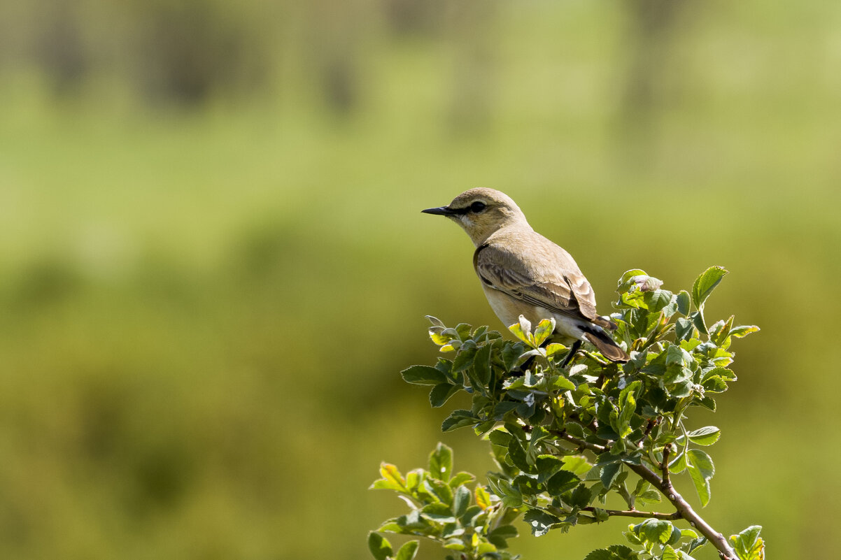 Каменка плясунья - Валерий Черняк Каменка плясунья - Валерий Черняк