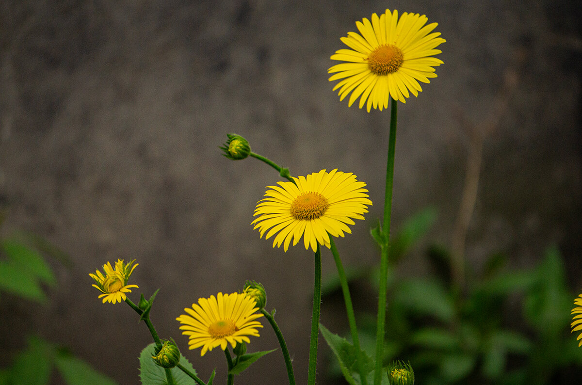 Городские цветы - Ирина Соловьёва