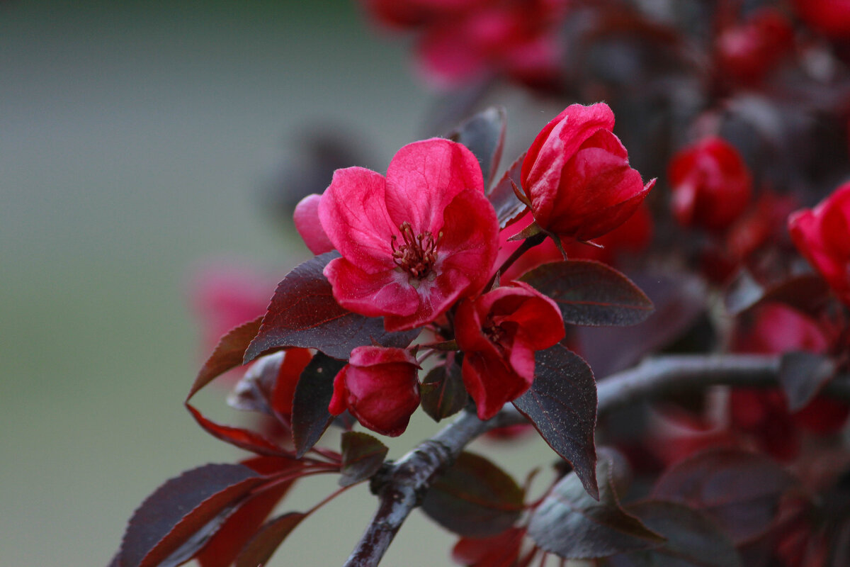... - Елена Сиднина ... - Елена Сиднина