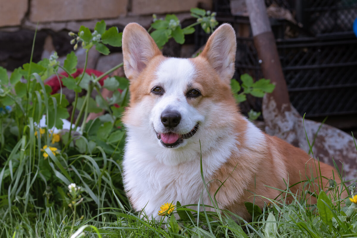 СОБАКА - УЛЫБАКА :-) - Володька Завитушкин СОБАКА - УЛЫБАКА :-) - Володька Завитушкин