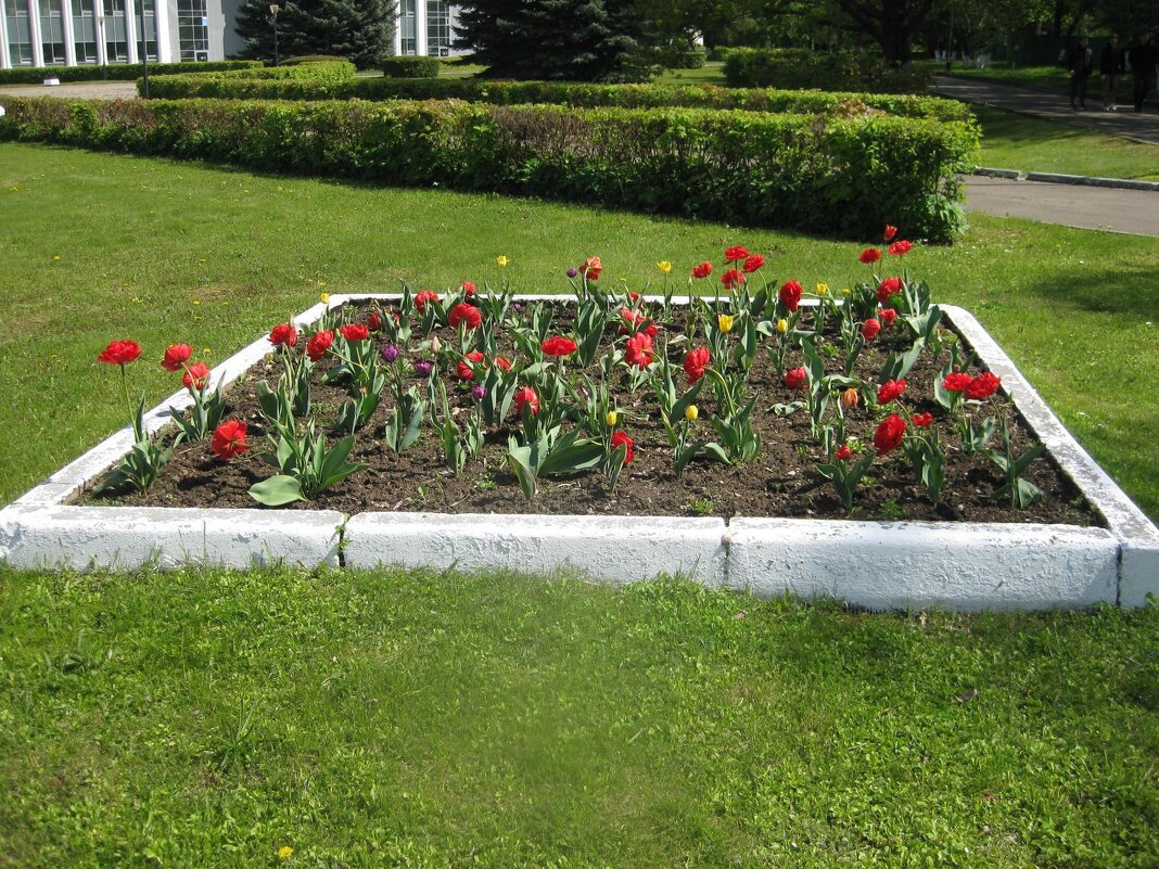 Весенние цветы - Дмитрий Никитин