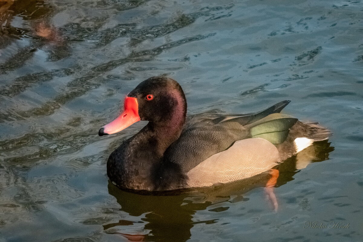 *** - Николай Гирш *** - Николай Гирш