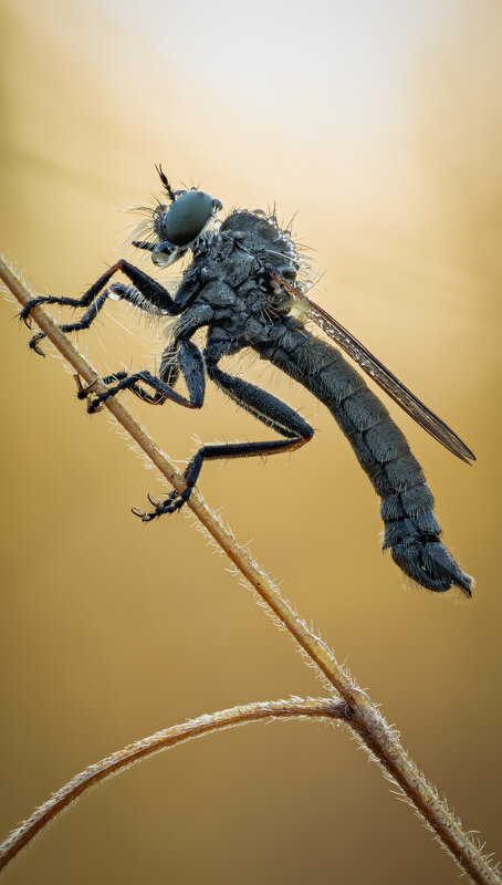 Ктырь - Александр Григорьев Ктырь - Александр Григорьев