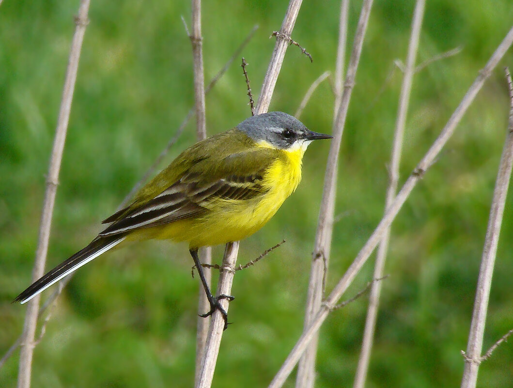 желтая трясогузка - gawrilа - dan