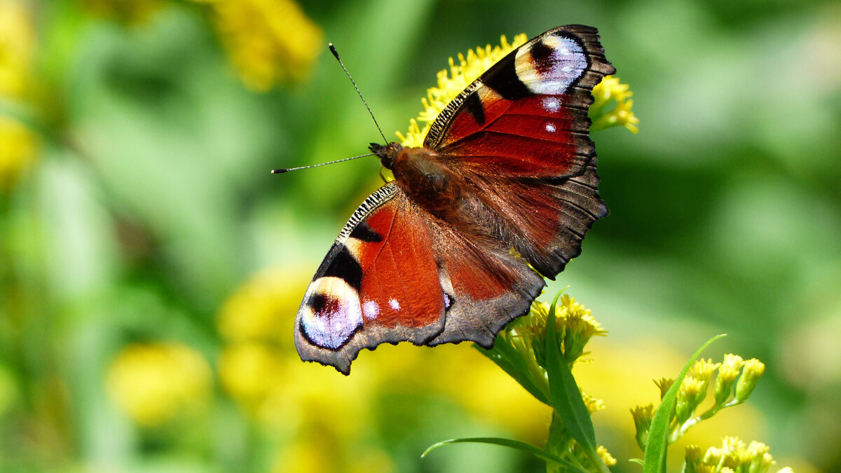 опять про бабочек 1 - Александр Прокудин опять про бабочек 1 - Александр Прокудин