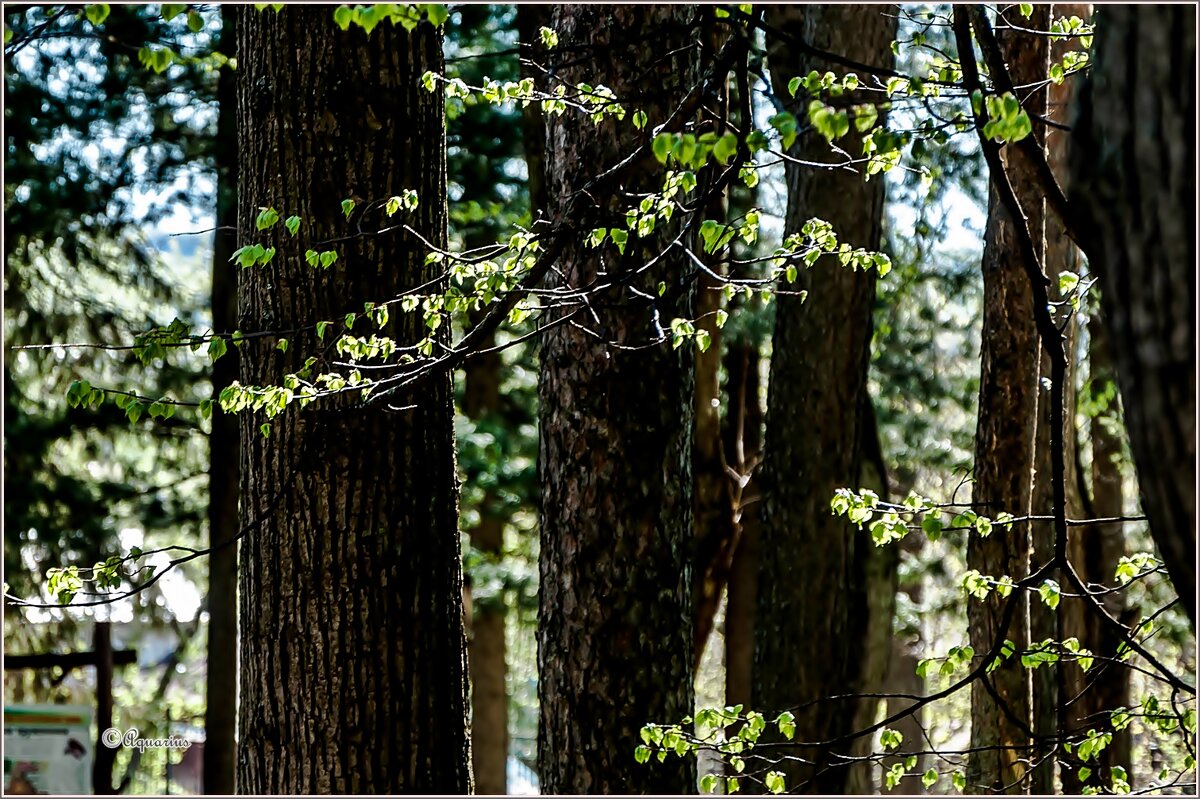 Солнечный денёк - Aquarius - Сергей Солнечный денёк - Aquarius - Сергей
