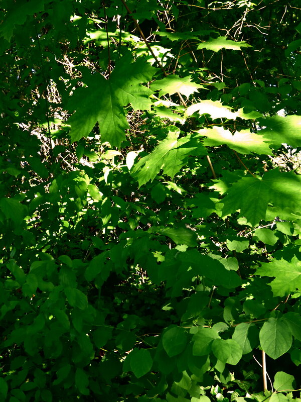 Весенние зарисовки 142 - Алексей Кузнецов