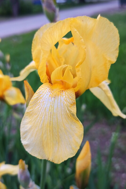 Ирис жёлтый. - Игорь Родионов