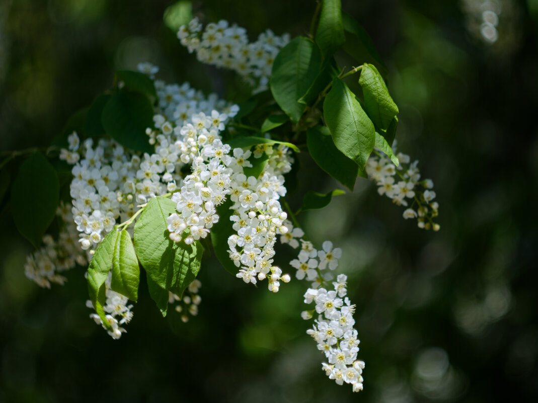 Весенее май 25 - Михаил *******