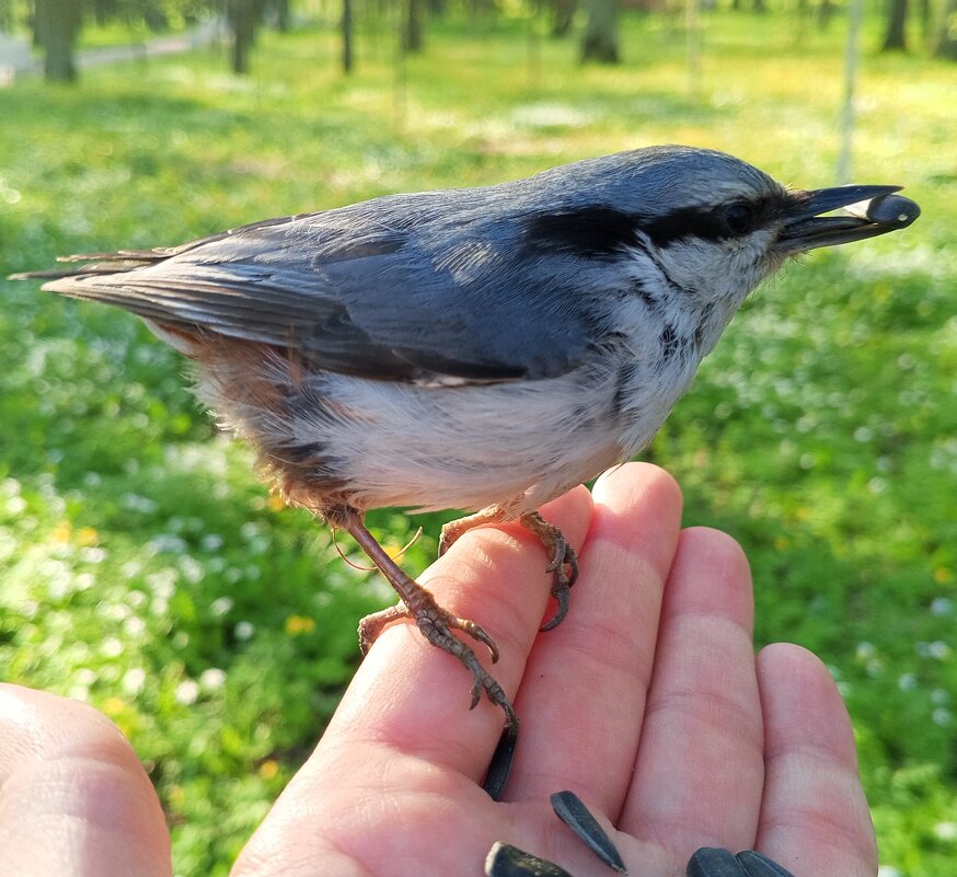 Поползень - Сапсан 