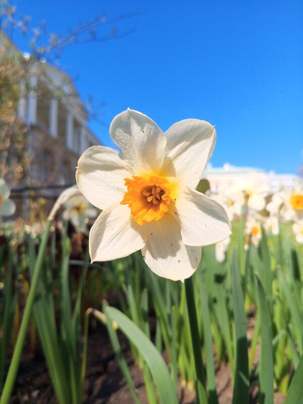 Нарцисс - Сапсан 