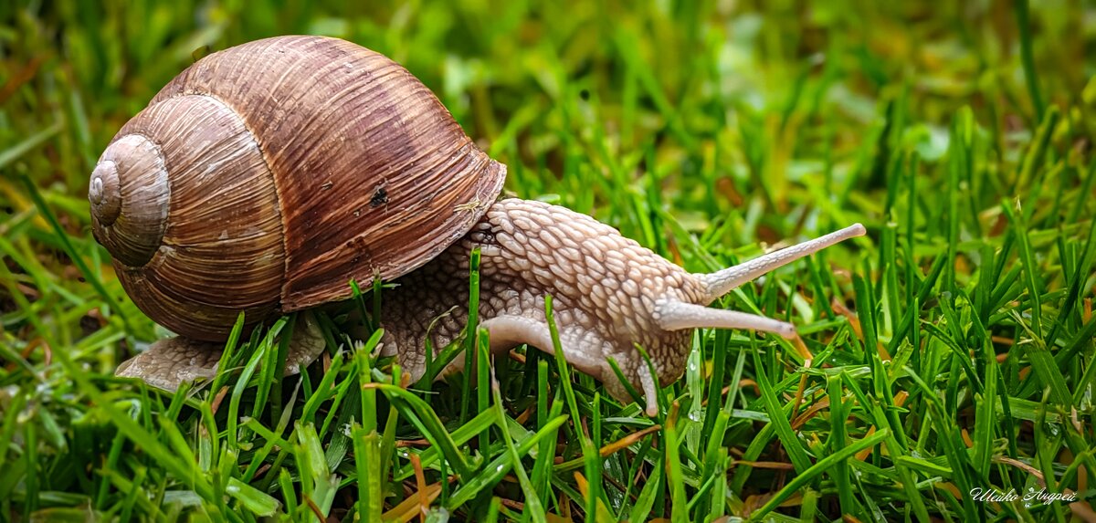 Виноградная улитка - Андрей Шейко