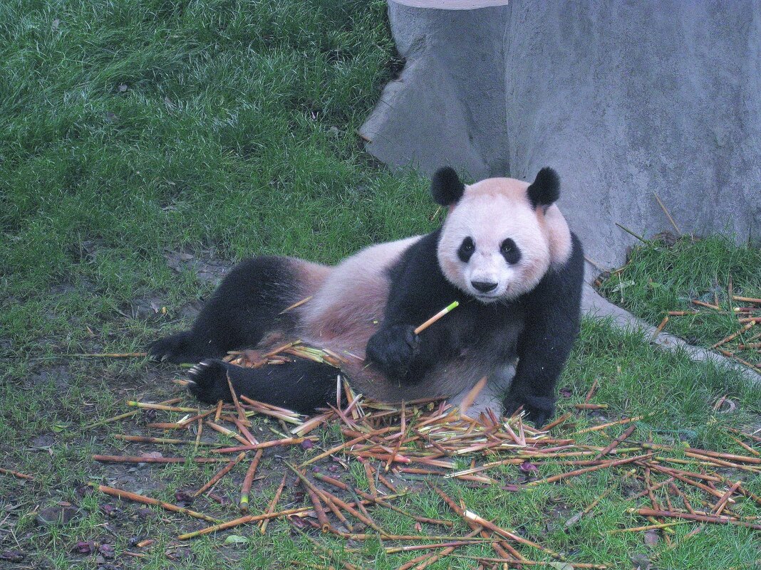 Большая панда из Китая. - unix (Илья Утропов) Большая панда из Китая. - unix (Илья Утропов)