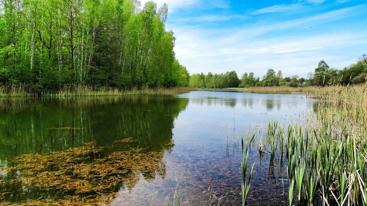 Смоленская природа в мае. - Милешкин Владимир Алексеевич Смоленская природа в мае. - Милешкин Владимир Алексеевич