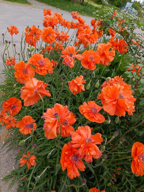 Время маков - Татьяна Пальчикова Время маков - Татьяна Пальчикова