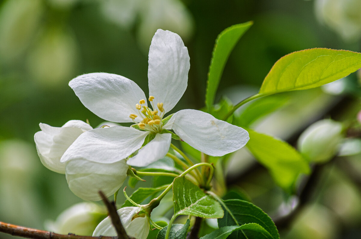 *** - Виктор Иванович Чернюк *** - Виктор Иванович Чернюк