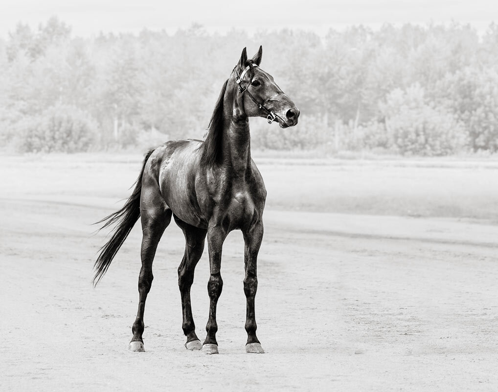 Победитель - SanSan 