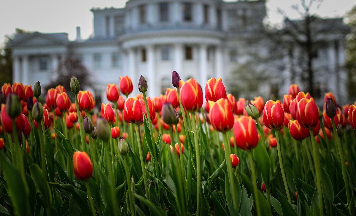 Фестиваль тюльпанов на Елагином острове - Магомед . Фестиваль тюльпанов на Елагином острове - Магомед .