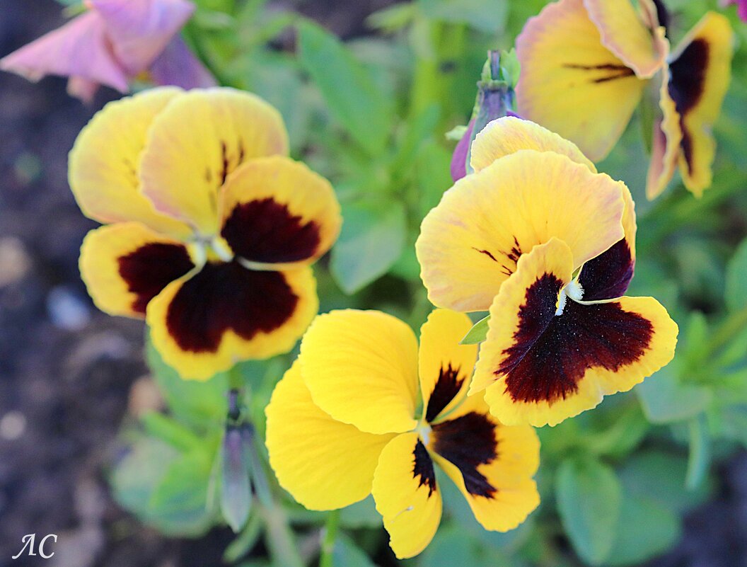 Анютины глазки - Любовь Сахарова