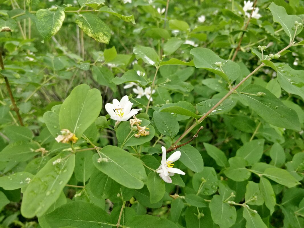 Зелёный май - Андрей Хлопонин Зелёный май - Андрей Хлопонин