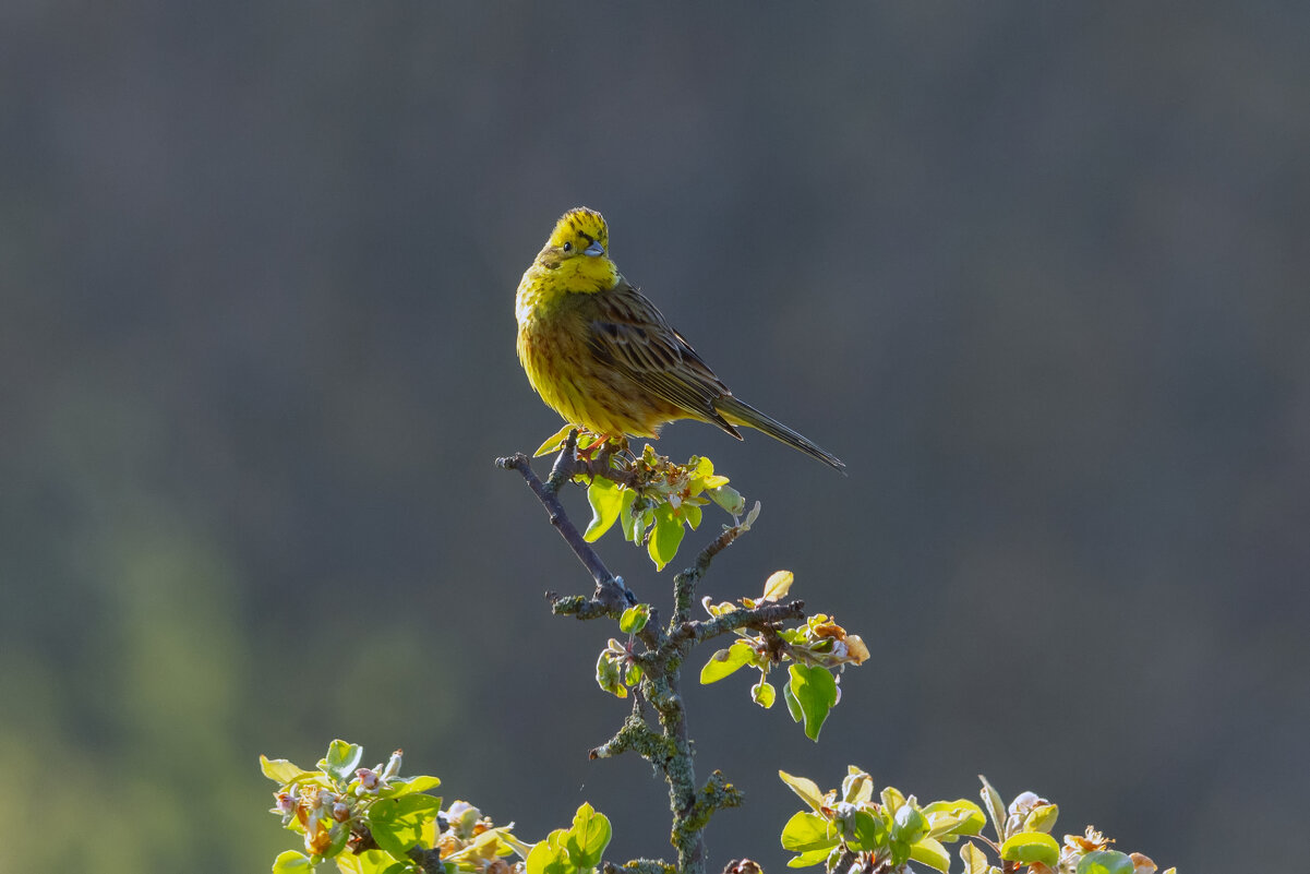 * - Виталий Емельянов * - Виталий Емельянов