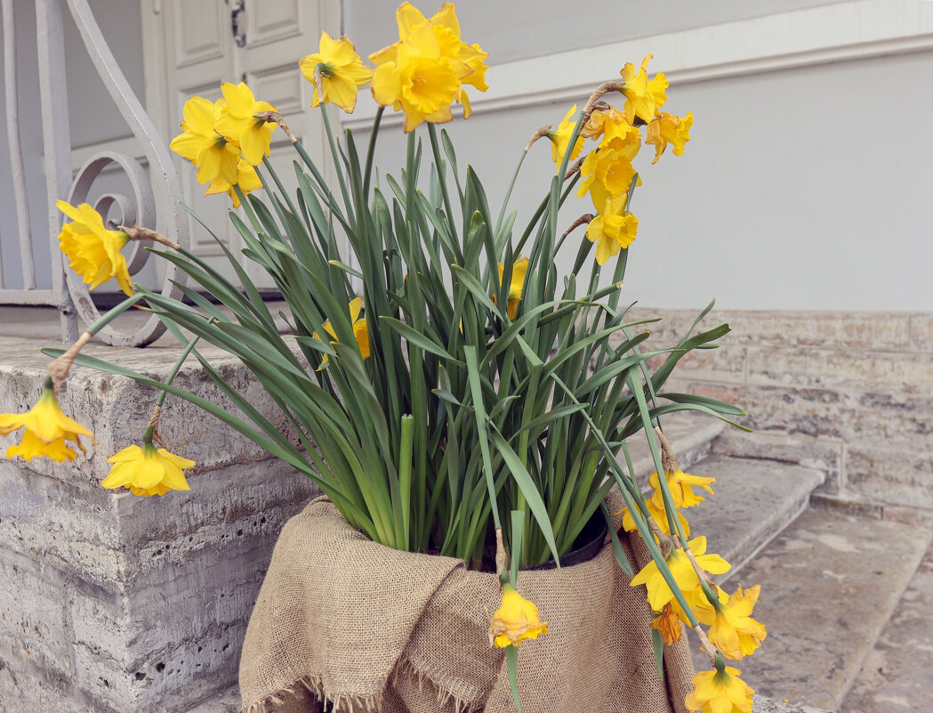 Фестиваль тюльпанов - skijumper Иванов