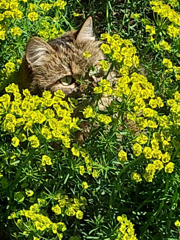 котик в засаде - Pavlov Filipp 