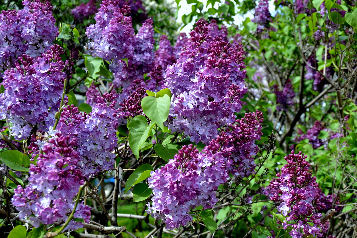 СИРЕНЬ - Татьяна Касьяненко