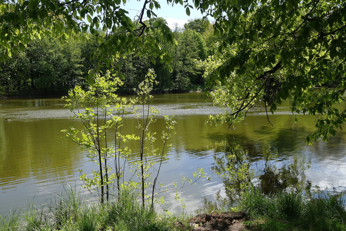 Майский пейзаж - Рита Симонова