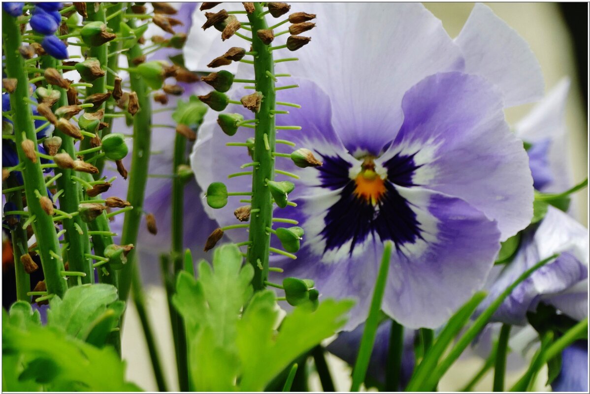 АНЮТИНЫ ГЛАЗКИ... - Elvira E. АНЮТИНЫ ГЛАЗКИ... - Elvira E.