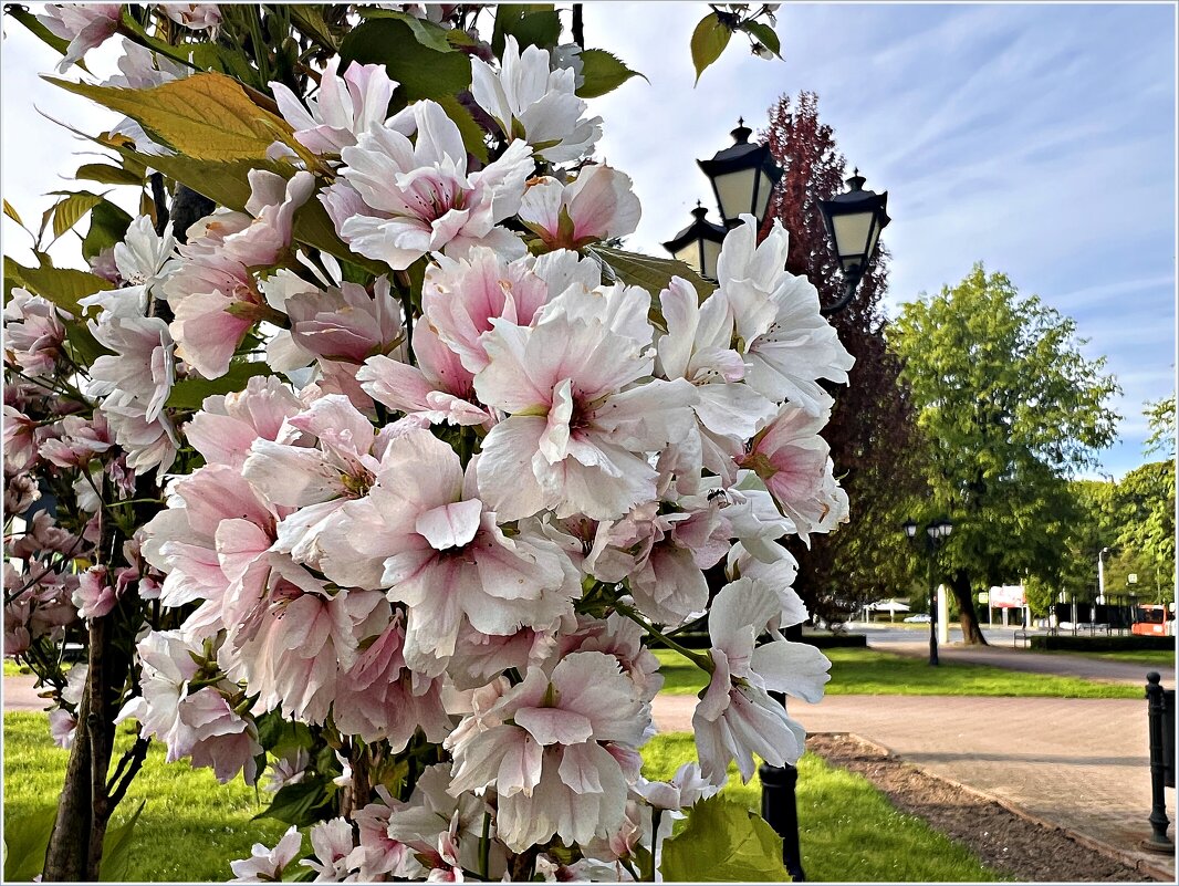 Вишня мелкопильчатая (сакура). - Валерия Комова Вишня мелкопильчатая (сакура). - Валерия Комова
