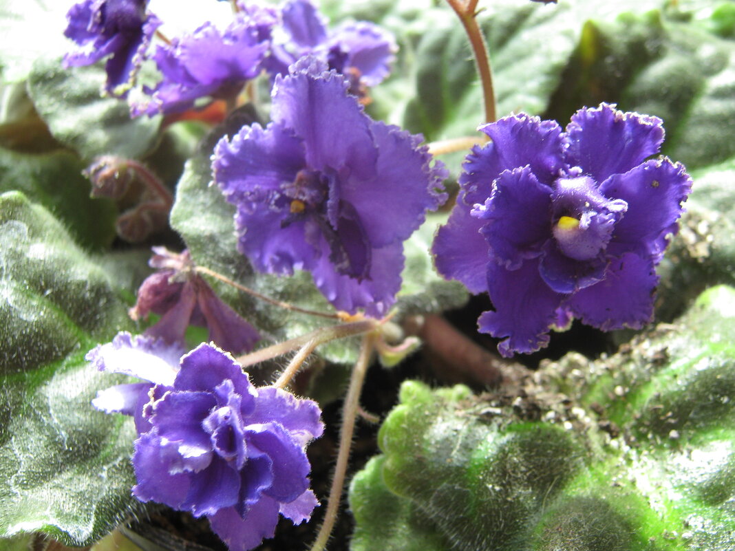 Моя фиалка - Елена Семигина