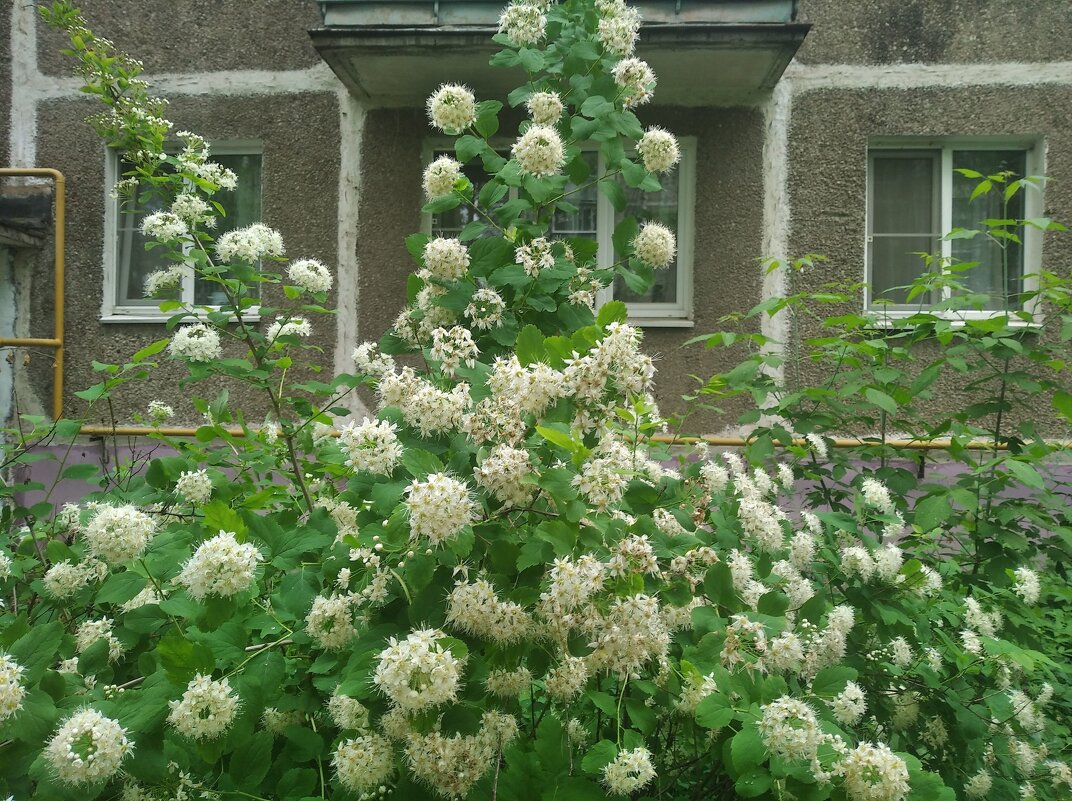 В месяце мае - Елена Семигина В месяце мае - Елена Семигина