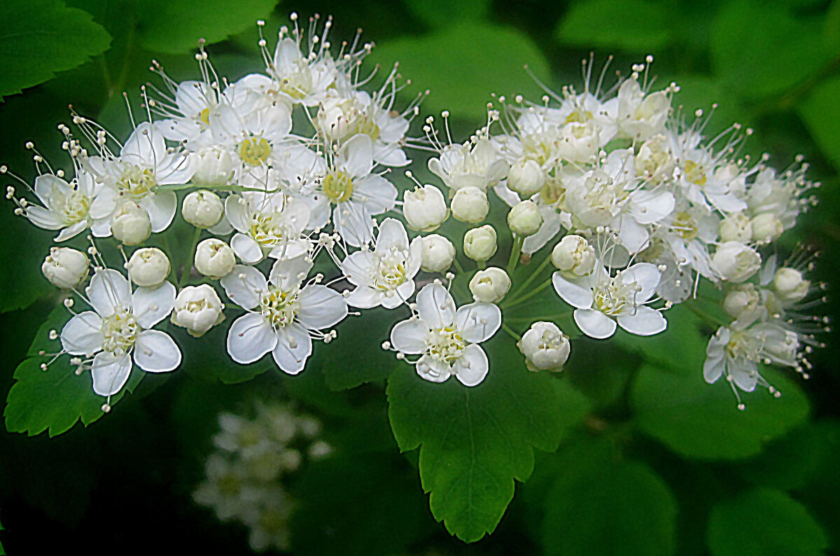 Спирея - Елена Семигина Спирея - Елена Семигина