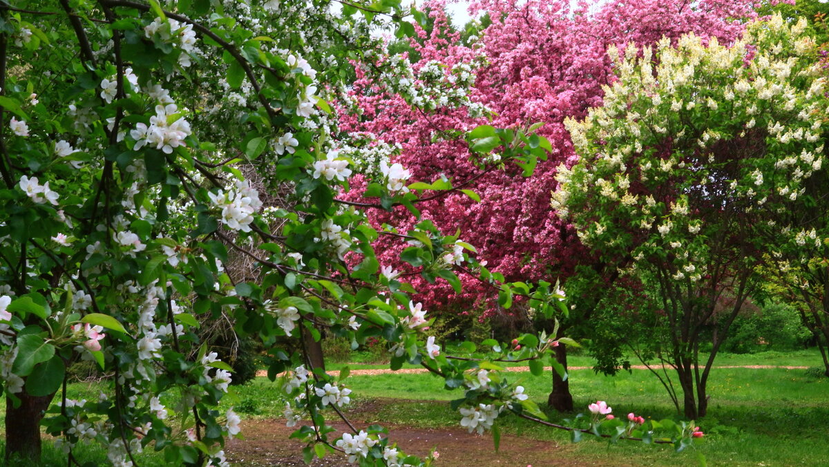 Цветущий май !!! - Николай Кондаков