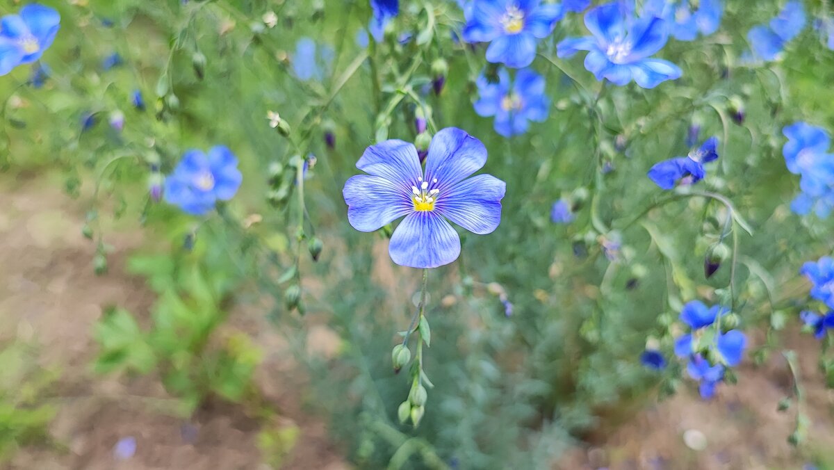 ,,, - Сергей Тимоновский
