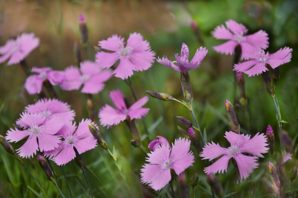 *** - Надежда Куркина *** - Надежда Куркина